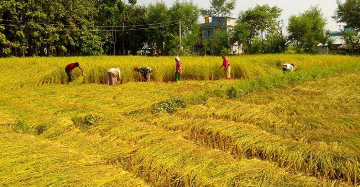 चितवनमा धान उत्पादन घट्यो